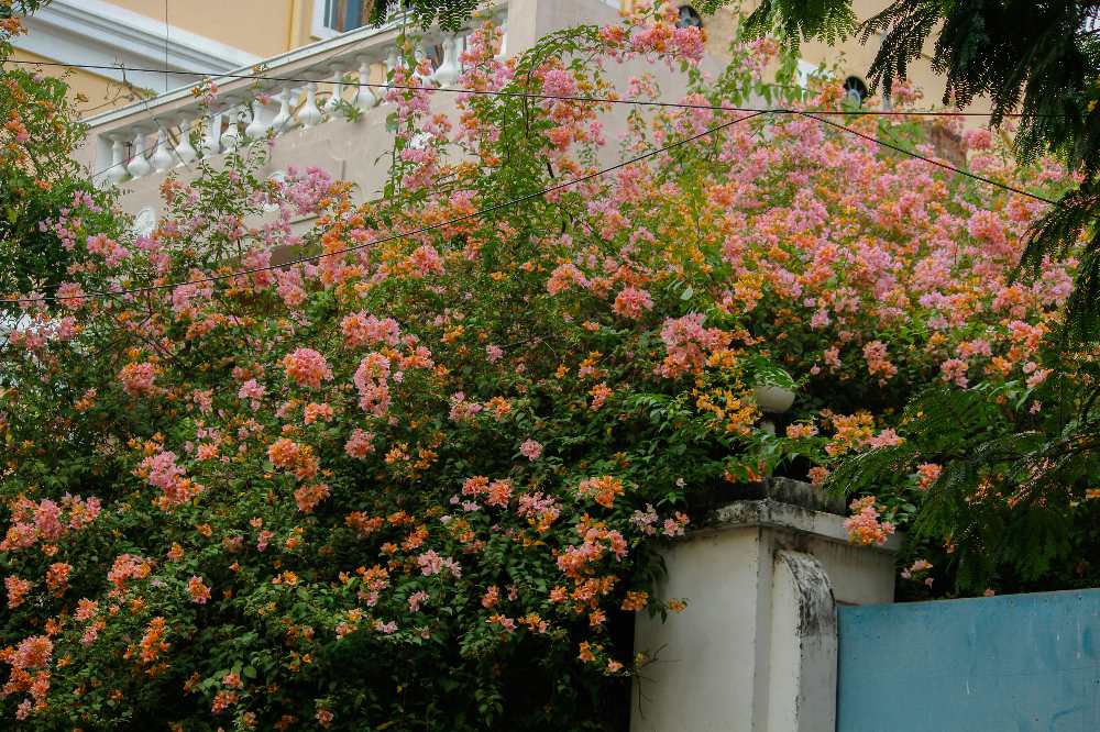 Balcony garden planters